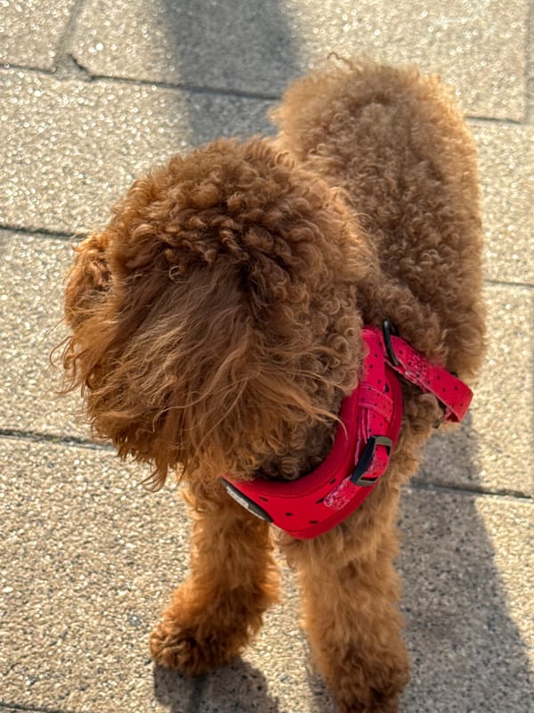 Sunny afternoon at a Zelenograd fountain with a poodle in tow