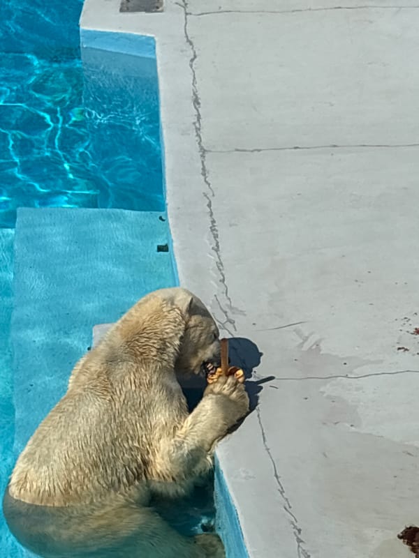 Routine animal care and visitor interactions at Izhevsk zoo