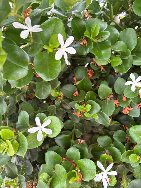Home and garden life in Orihuela, inside and out