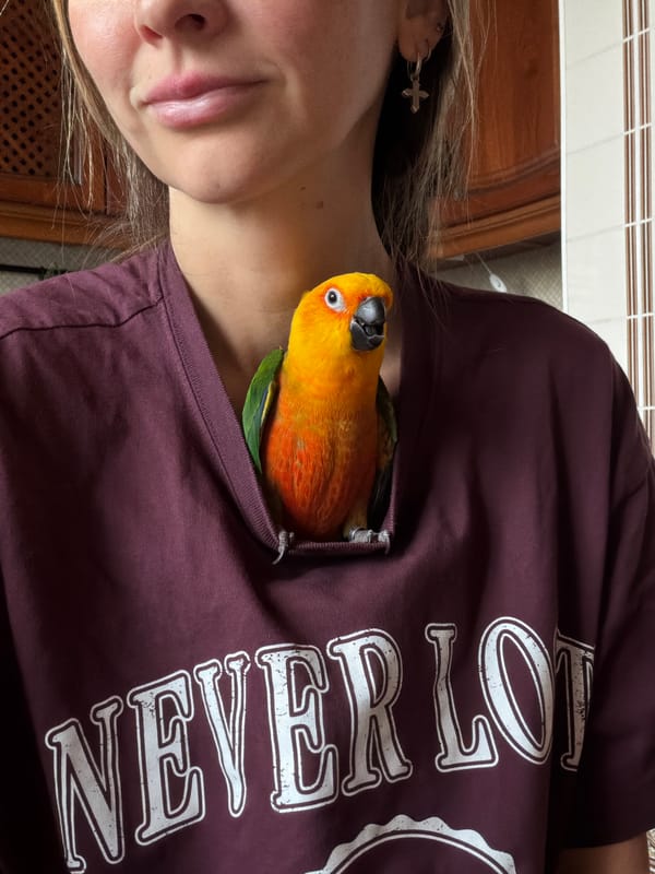 Residents interact with colorful parrot in Khimki home