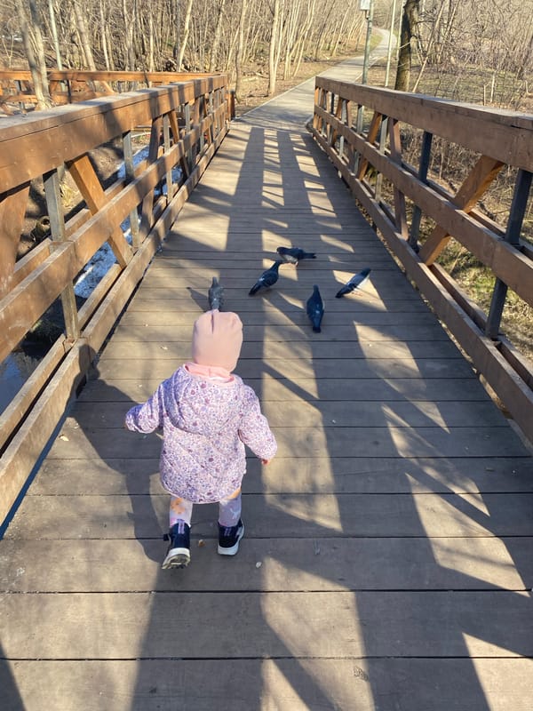 Child feeds pigeons on wooden bridge in Perm