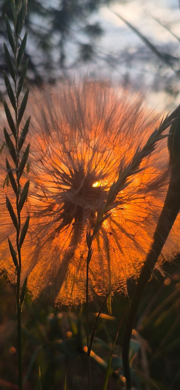 Witness documents golden hour sunset through wildflower field