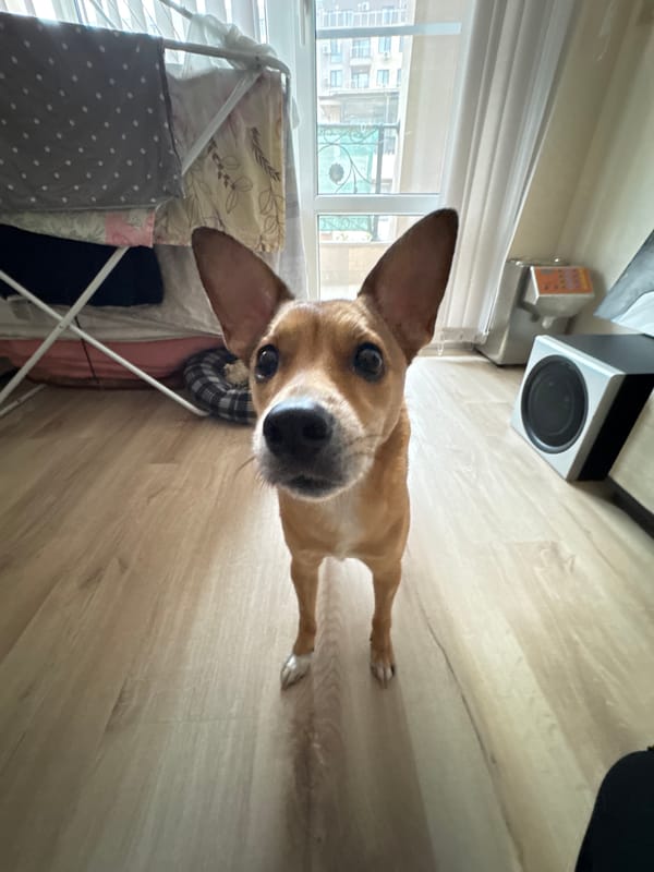 Pet dog photographed at home with owner in Plovdiv