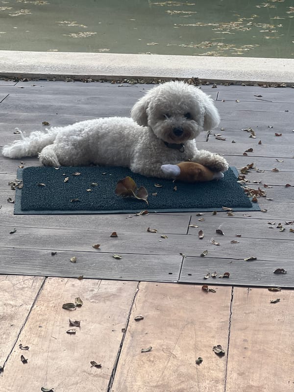 Lazy morning on a Kediri deck, dog and neglected pool