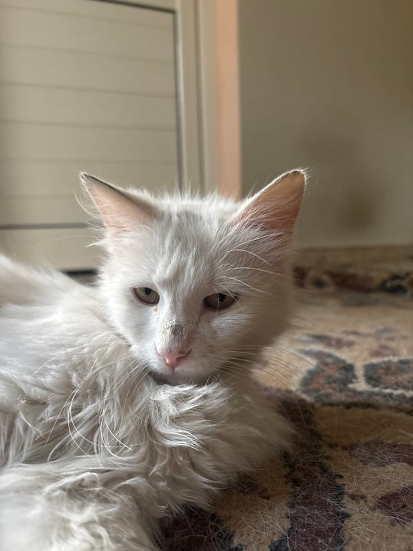 Cats and dog rest peacefully in Bulgarian home