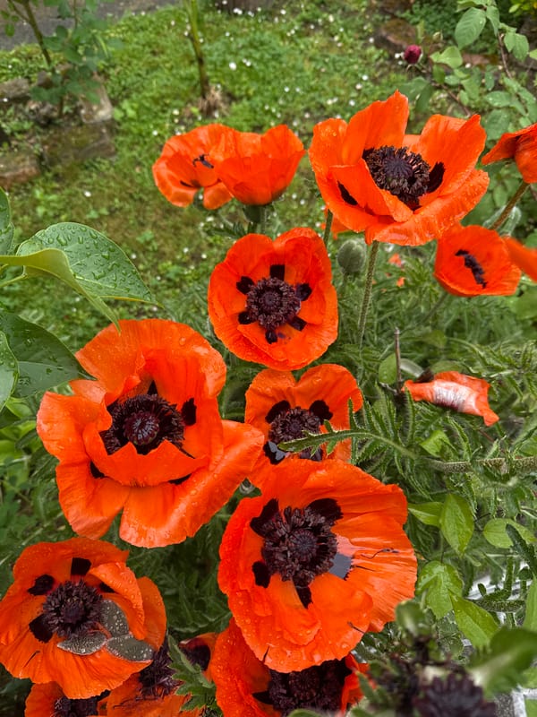 Spring flowers bloom in Zagreb gardens after rain