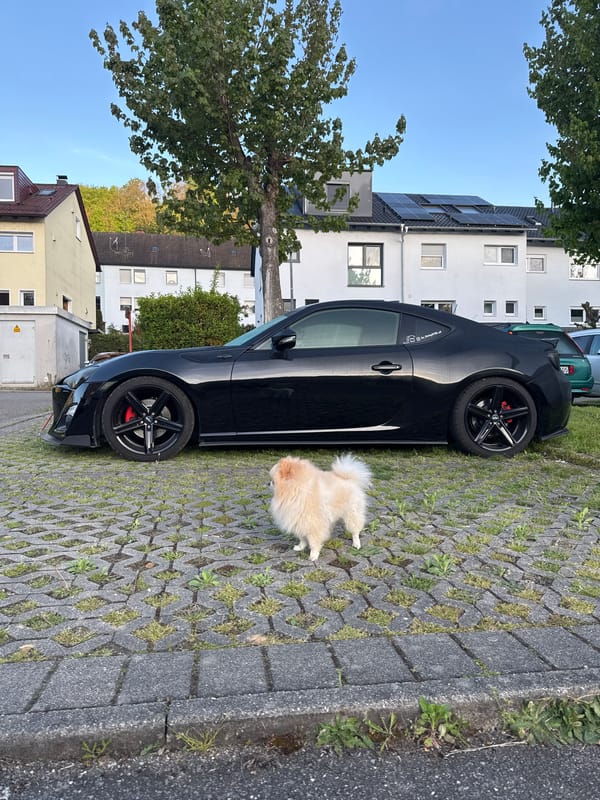 Pomeranian dog spotted near parked car in Bietigheim-Bissingen