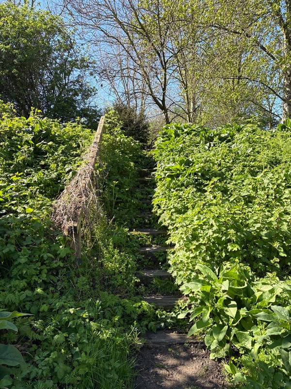 London witness captures urban wildlife and overgrown nature scenes