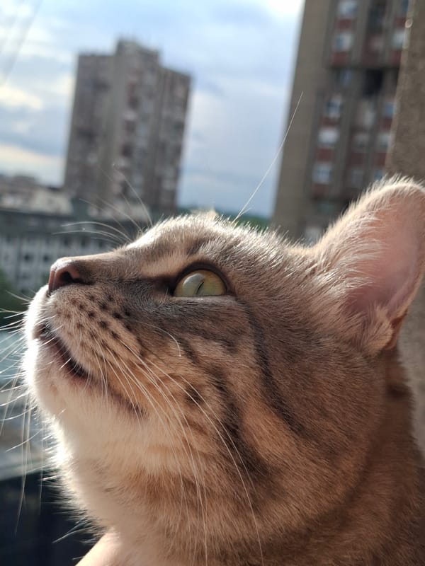 Cat spends afternoon window-watching over Novi Sad cityscape