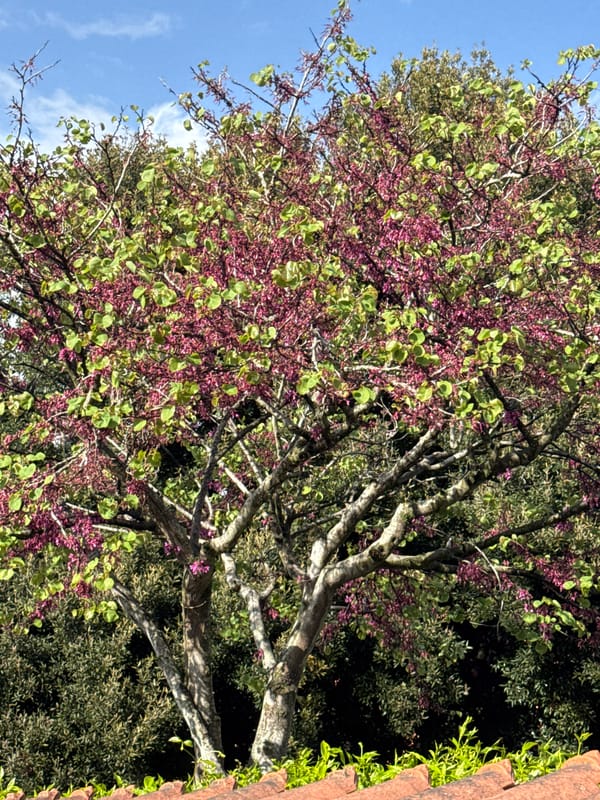 Spring afternoon scenes captured in Aprilia, Italy