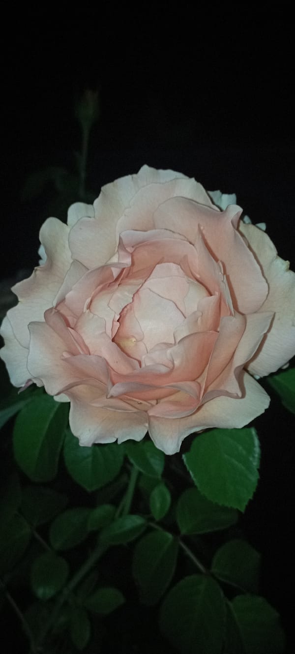 Close-up rose photography in Radisne, shot by night