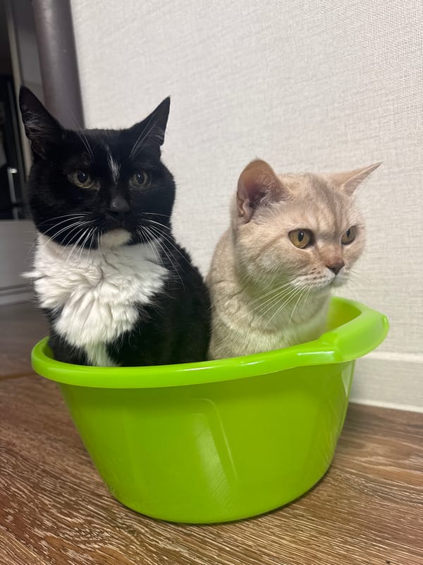 Morning routine with cats and snowy walk in Chaikovsky