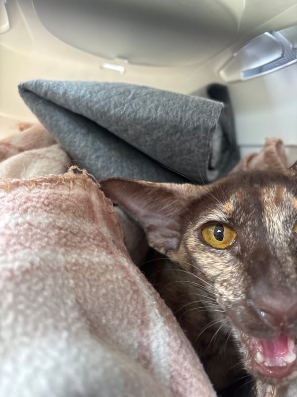 Brown cat yawns among blankets in Izhevsk