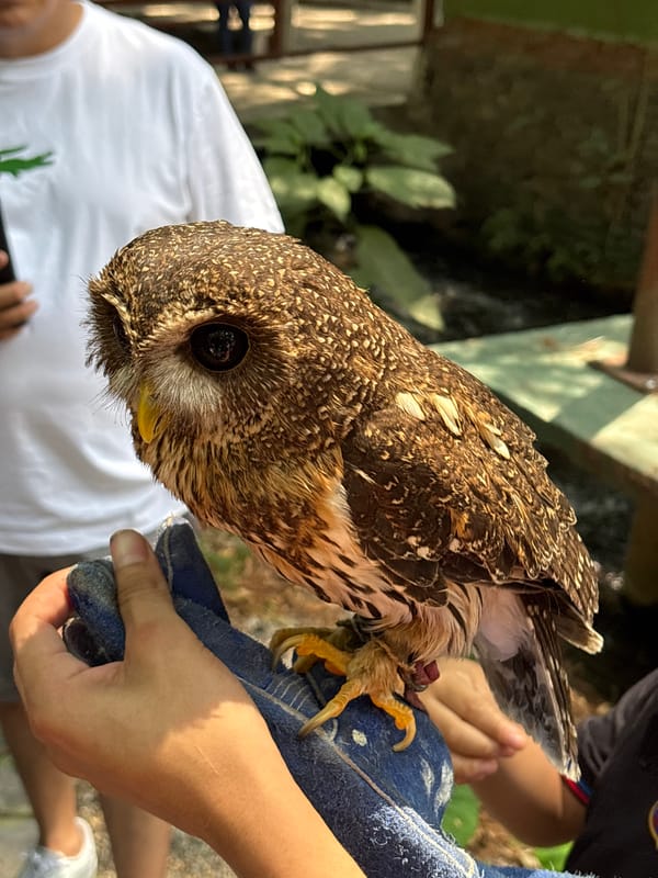 Falconry demonstration with owls and eagles in Cuernavaca park