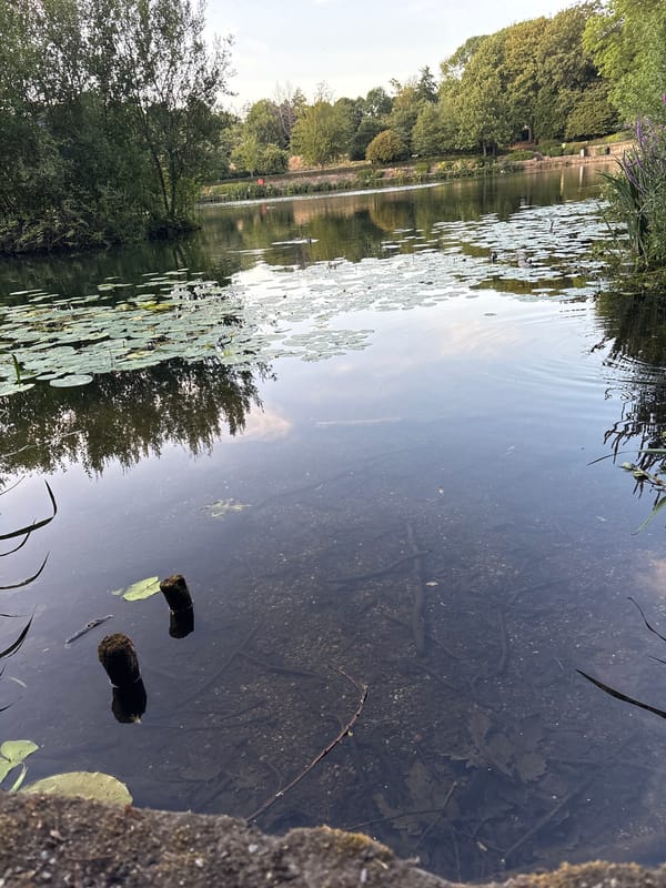 Mallards and lily pads on a calm park pond