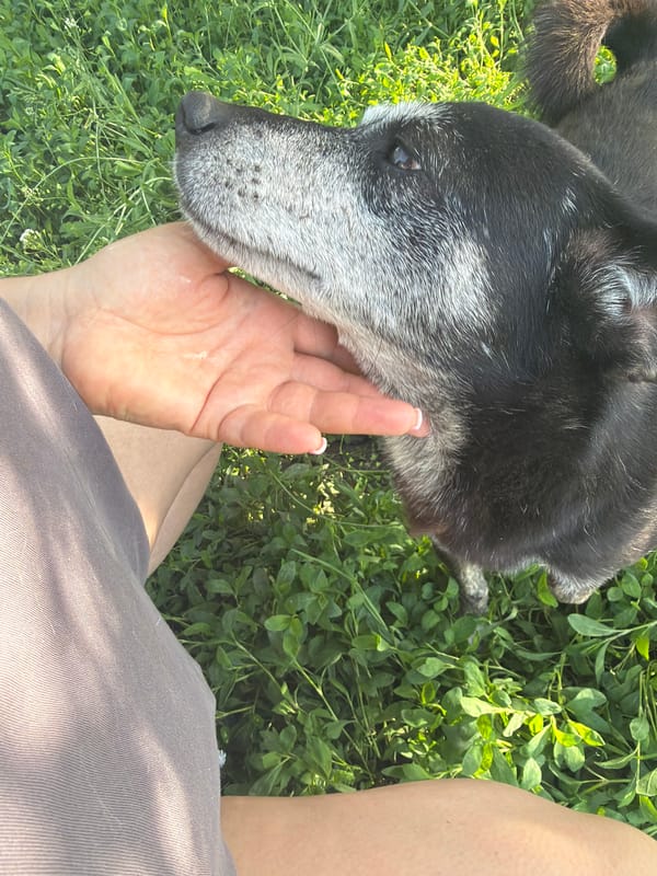 Dogs and humans enjoy quiet afternoon in Leningradskaya countryside