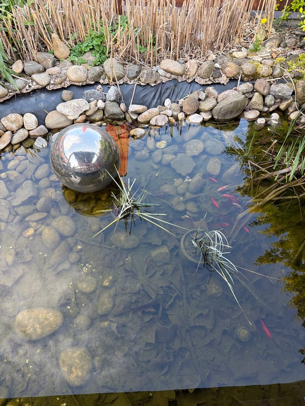 Clear pond with goldfish observed in Leudelange, Luxembourg