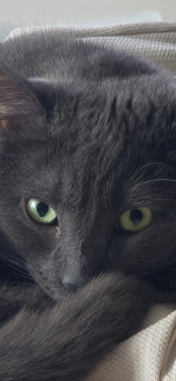 Grey Cat Photographed Resting and Grooming in Vratsa Home
