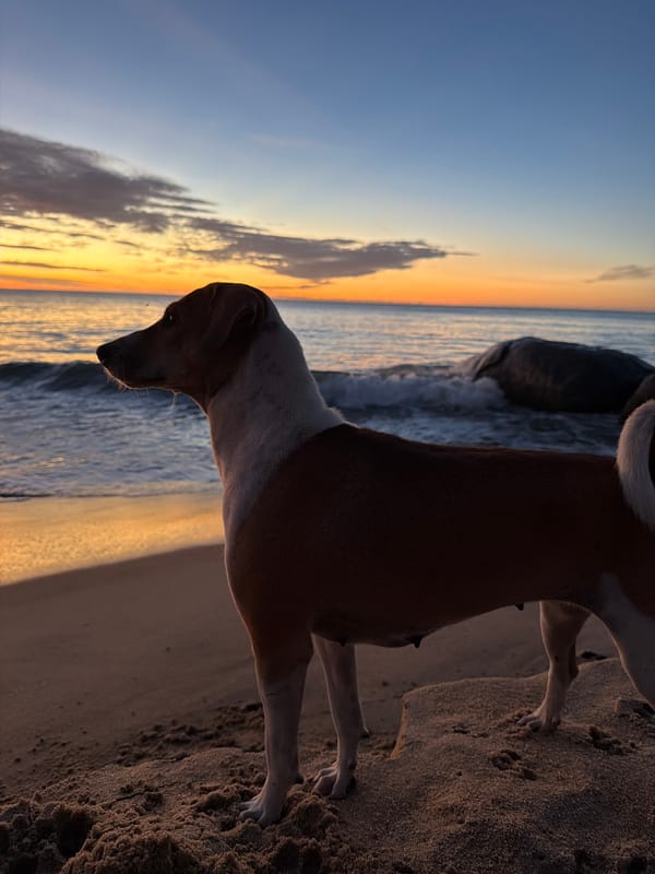 Peaceful sunset moments captured at Arugam Bay beach