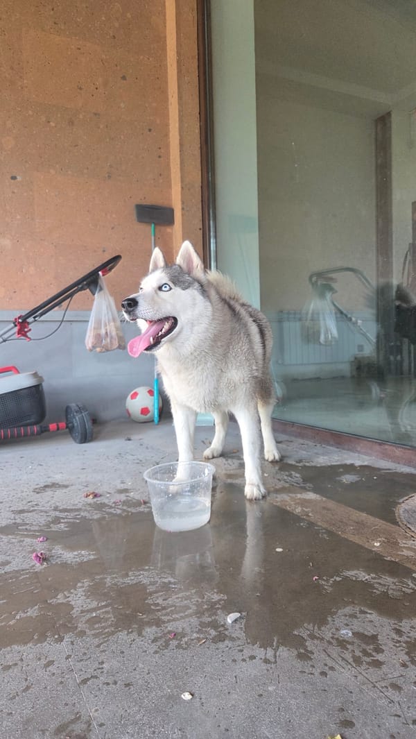 Blue-eyed Husky chills on a wet patio