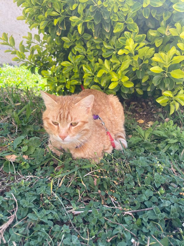 Ginger cat in harness rests in Podgorica grass