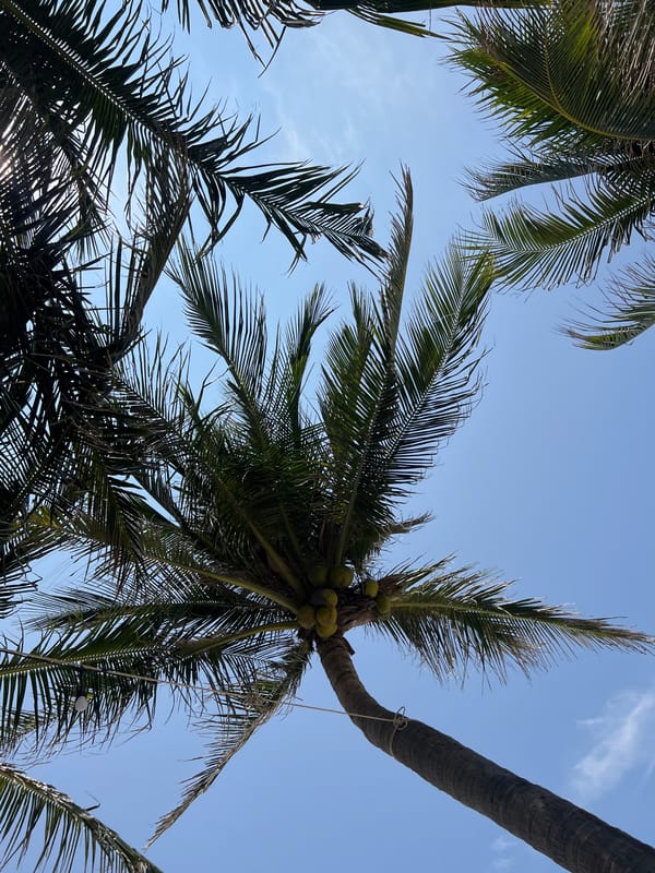 Palm trees frame clear blue sky in Vietnam dawn