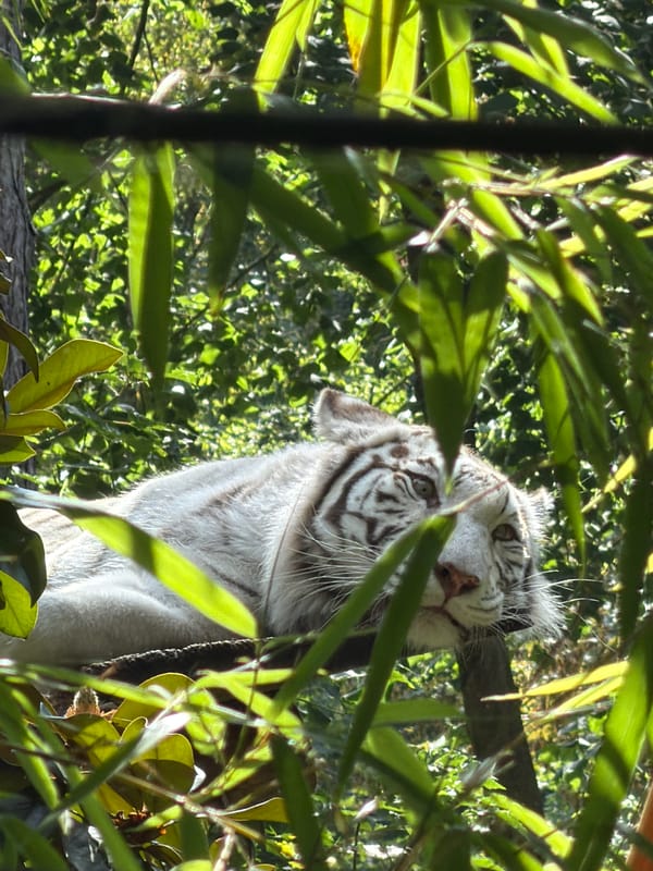 White tiger lounging in the trees at Beauval Zoo