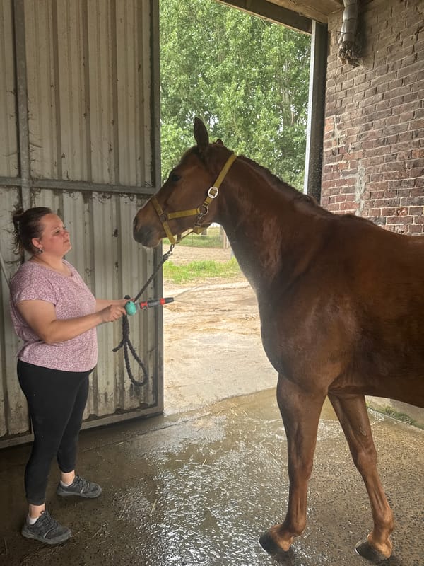 Routine horse care and riding activities documented in Estaimpuis