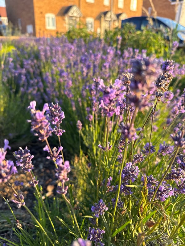 Lavender, sunsets, and summer blooms in Great Yarmouth