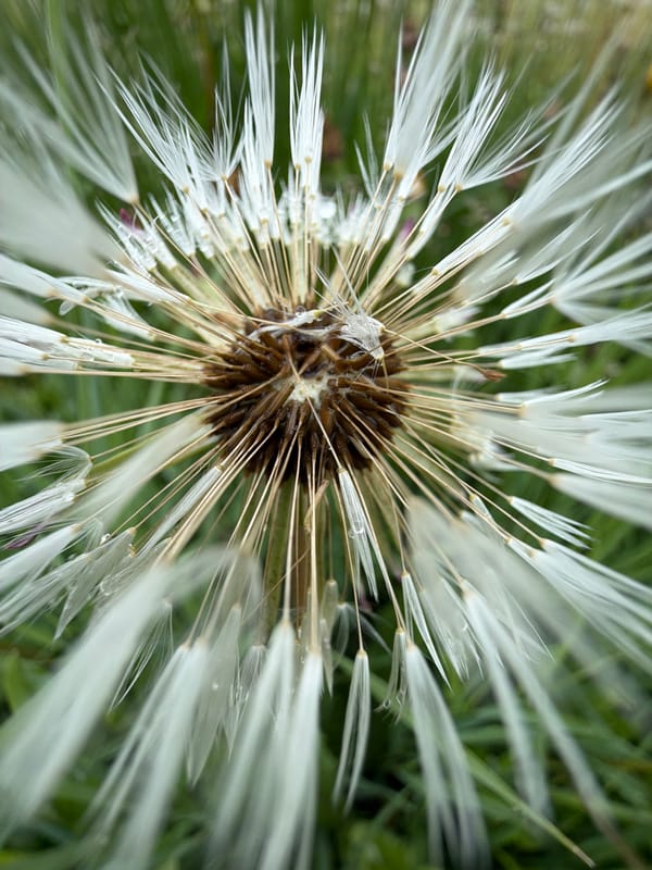 Nature photography session captures flora, fauna in Marakushi, Russia