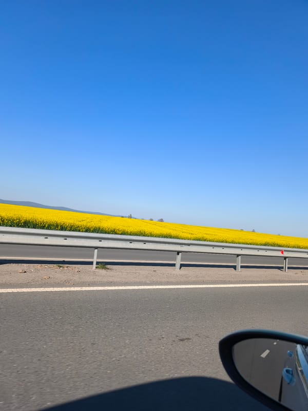 Vehicle passes yellow flower field near Ravda, Bulgaria