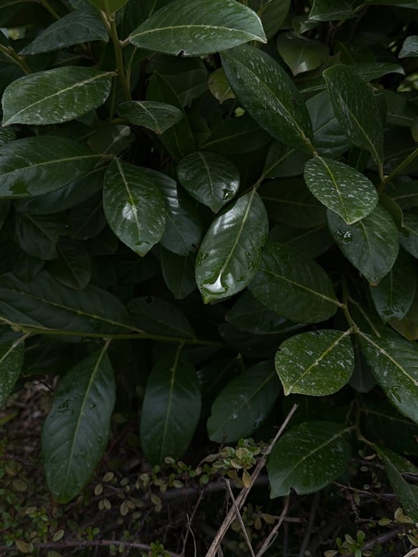 Morning garden scenes documented in Bulgarian villages