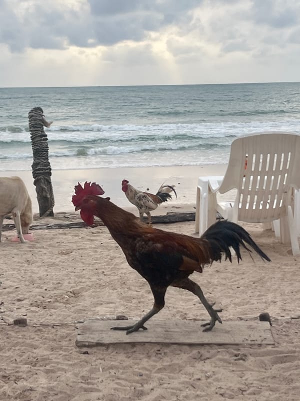 Feeding cats, roosters, and a dog on a cloudy Phuket beach