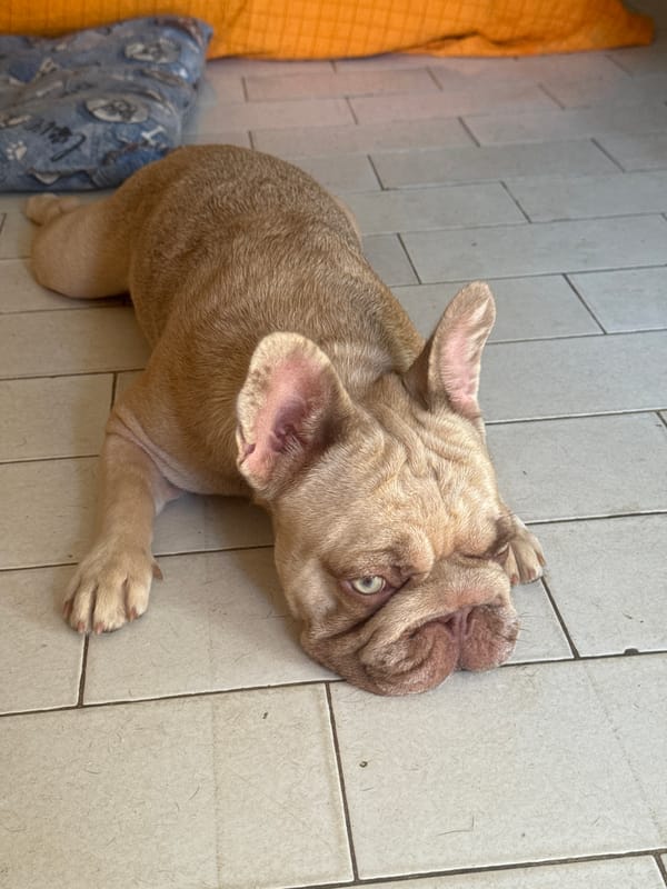 French Bulldog chills on tiled floor in San Benedetto del Tronto