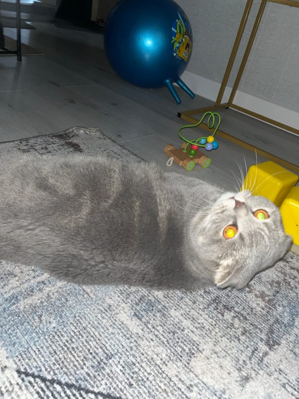 Woman documents nighttime routine with cat in Chaikovsky, Russia