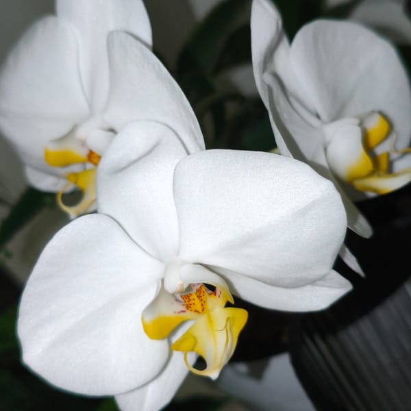 Close-up of three white orchids with yellow centers in low light