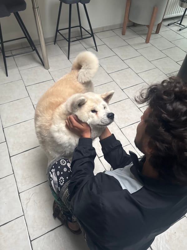 Person pets Akita dog indoors in Wattrelos, France