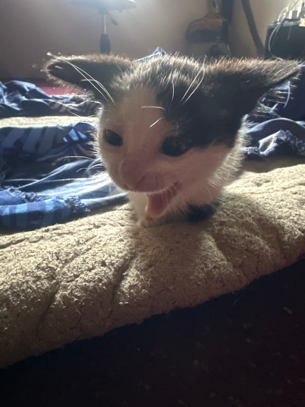 Kittens at home in Jos, Nigeria