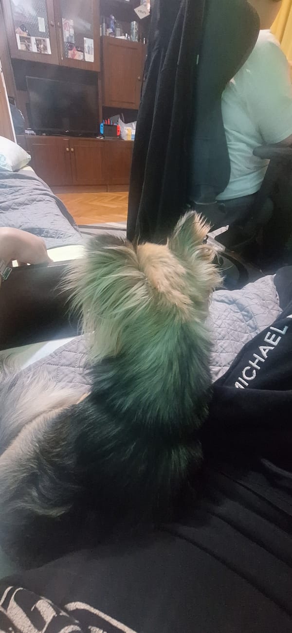 Gamer enjoys evening racing simulation session with pet chihuahua companion