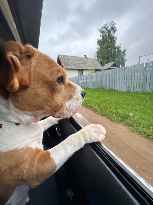 Woman and dogs spotted in cars in rural Russia