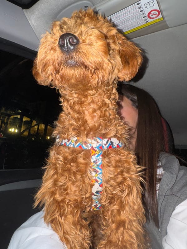 Dog in Snoopy harness rests in car in Montenegro