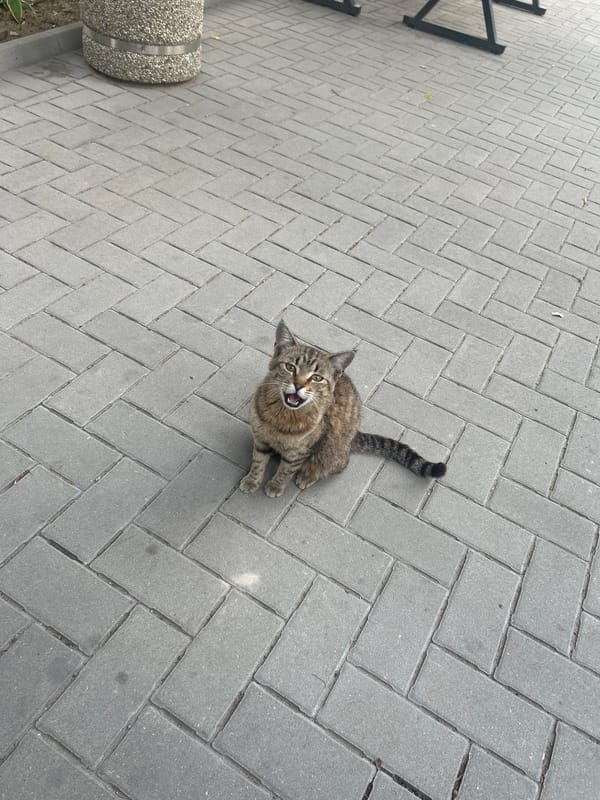 Tabby cat spotted near train crossing in urban area