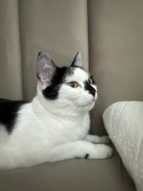 Black and white cat lounging on furniture in Kokshetau