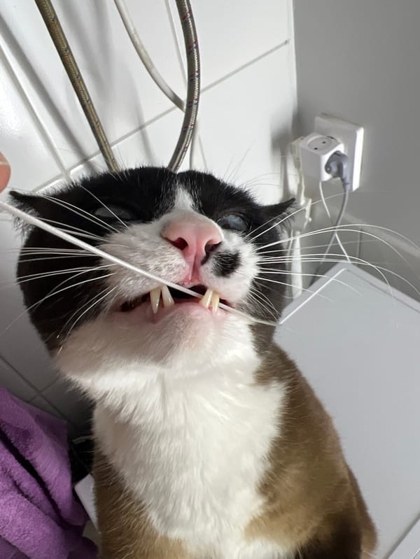 Cat playtime and grooming session documented in Noviy, Russia