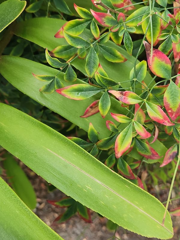 Detailed plant photography at an Altamonte Springs resort, stormy sky included