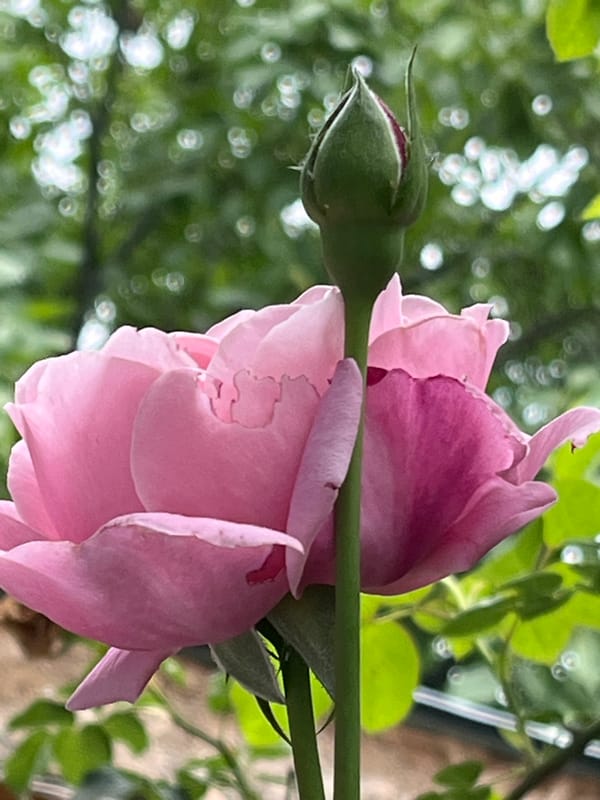 Roses, beetles, and backyard creatures on a summer morning