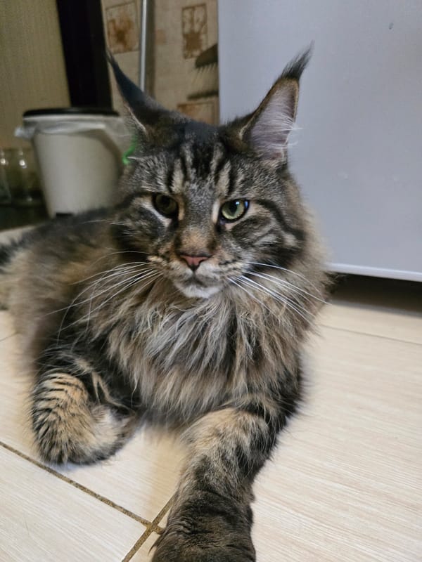 Cats, strawberries, and fresh vegetables on a Krasnoyarsk afternoon