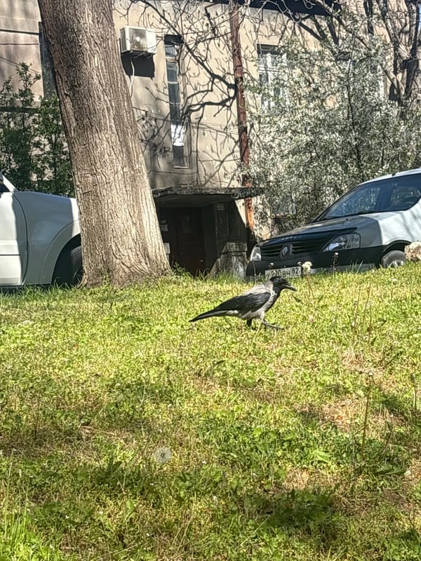 Crow spotted foraging in sunny Simferopol park area