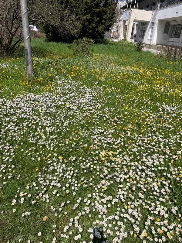 Morning dog walk documented through wildflower fields in Burgas