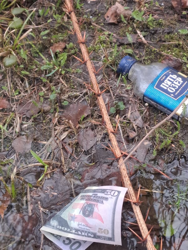 Dogs and discarded vodka bottle observed in Elektrostal, Russia